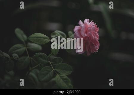 Wunderschöne Rosen, die in der Morgensonne schimmern Stockfoto