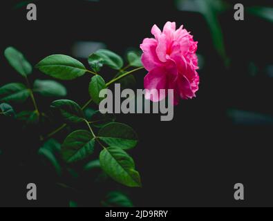 Wunderschöne Rosen, die in der Morgensonne schimmern Stockfoto