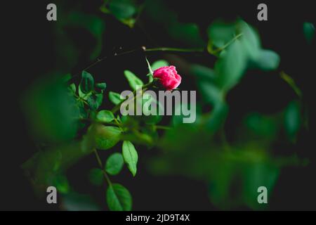 Wunderschöne Rosen, die in der Morgensonne schimmern Stockfoto