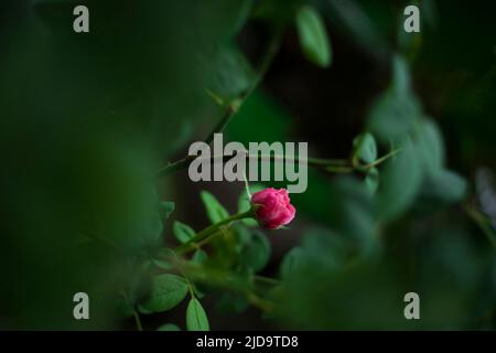 Wunderschöne Rosen, die in der Morgensonne schimmern Stockfoto