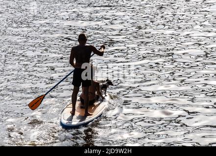 19. Juni 2022, Hessen, Frankfurt/Main: Ein Mann, eine Frau und zwei Hunde stehen auf einem Stand-Up-Paddling-Board im Nachmittagshinterlicht am Main. Foto: Frank Rumpenhorst/dpa Stockfoto