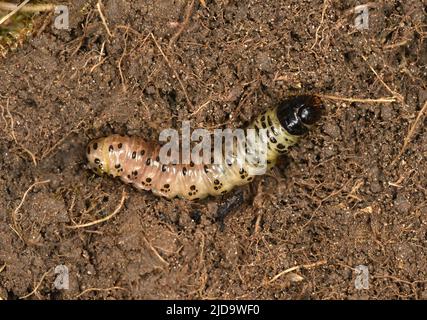 Dunklen Bögen - Apameia monoglypha Stockfoto