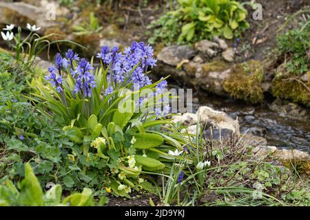 Ein Klumpen von Bluebells, die unter frühlingsblühenden Pflanzen in einer Gartengrenze in der Nähe eines schmalen Baches, England, Großbritannien, blühen Stockfoto