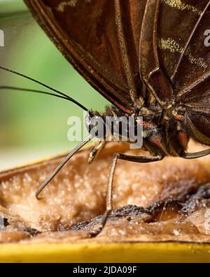 Essbarer Schmetterling in seiner eigenen Umgebung. Hochwertige Fotos Stockfoto