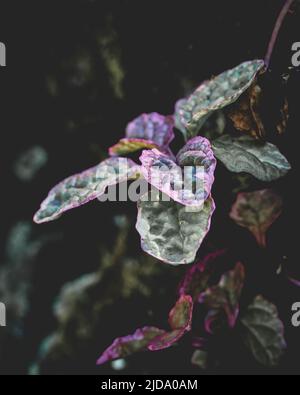 Moody Plant in violettem Licht. Hochwertige Fotos Stockfoto