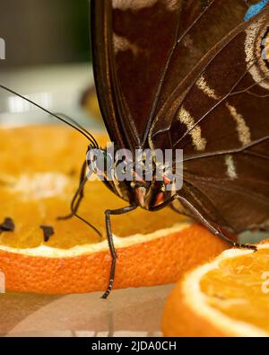 Essbarer Schmetterling in seiner eigenen Umgebung. Hochwertige Fotos Stockfoto