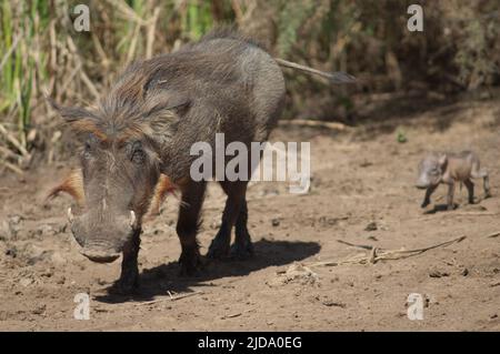 Nolan warthogs Phacochoerus africanus africanus. Weibchen mit einem Jungen. Nationalpark Oiseaux du Djoudj. Saint-Louis. Senegal. Stockfoto