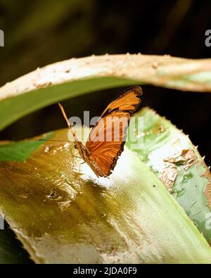 Essbarer Schmetterling in seiner eigenen Umgebung. Hochwertige Fotos Stockfoto