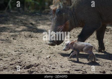 Nolan warthogs Phacochoerus africanus africanus. Weibchen mit einem Jungen. Nationalpark Oiseaux du Djoudj. Saint-Louis. Senegal. Stockfoto