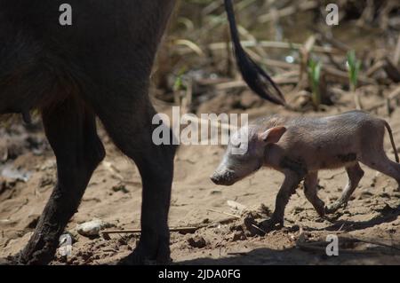 Nolan warthogs Phacochoerus africanus africanus. Weibchen mit einem Jungen. Nationalpark Oiseaux du Djoudj. Saint-Louis. Senegal. Stockfoto