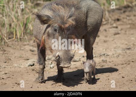 Nolan warthogs Phacochoerus africanus africanus. Weibchen mit einem Jungen. Nationalpark Oiseaux du Djoudj. Saint-Louis. Senegal. Stockfoto