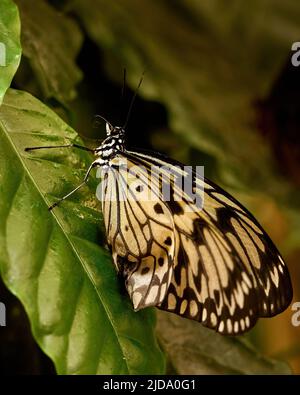 Essbarer Schmetterling in seiner eigenen Umgebung. Hochwertige Fotos Stockfoto