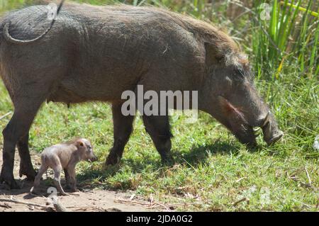 Nolan warthogs Phacochoerus africanus africanus. Weibchen mit einem Jungen. Nationalpark Oiseaux du Djoudj. Saint-Louis. Senegal. Stockfoto