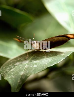 Essbarer Schmetterling in seiner eigenen Umgebung. Hochwertige Fotos Stockfoto