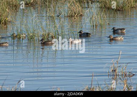 Garganey Spatula querquedula in einer Lagune. Nationalpark Oiseaux du Djoudj. Saint-Louis. Senegal. Stockfoto