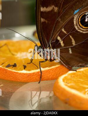 Essbarer Schmetterling in seiner eigenen Umgebung. Hochwertige Fotos Stockfoto