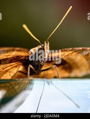 Essbarer Schmetterling in seiner eigenen Umgebung. Hochwertige Fotos Stockfoto