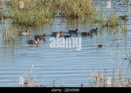 Garganey Spatula querquedula in einer Lagune. Nationalpark Oiseaux du Djoudj. Saint-Louis. Senegal. Stockfoto