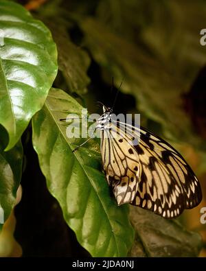 Essbarer Schmetterling in seiner eigenen Umgebung. Hochwertige Fotos Stockfoto