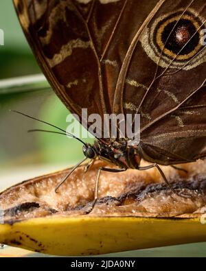 Essbarer Schmetterling in seiner eigenen Umgebung. Hochwertige Fotos Stockfoto