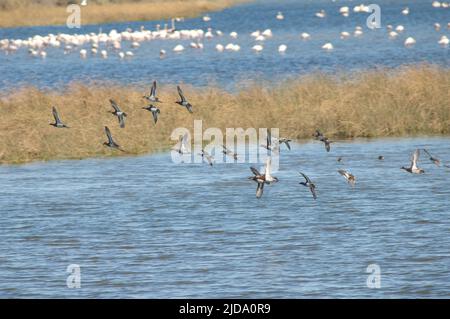 Garganey Spatula querquedula im Flug. Nationalpark Oiseaux du Djoudj. Saint-Louis. Senegal. Stockfoto