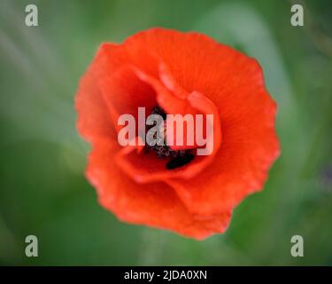 Nahaufnahme von Poppy Stockfoto