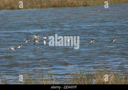 Garganey Spatula querquedula im Flug. Nationalpark Oiseaux du Djoudj. Saint-Louis. Senegal. Stockfoto