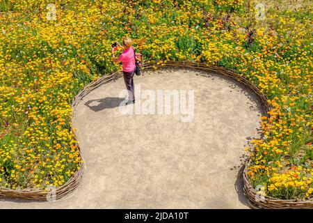 Superbloom im Tower of London; eine Landschaft aus Wildblumen, die aus über 20 Millionen Samen gesät wurde, um Königin Elizabeth II. Das Platin-Jubiläum 2022 zu feiern. Stockfoto