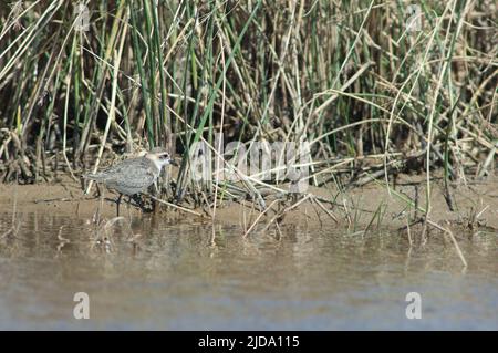 Unreifer Kittlitzs Plünder Charadrius pecuarius. Nationalpark Oiseaux du Djoudj. Saint-Louis. Senegal. Stockfoto