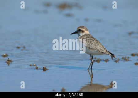 Unreifer Kittlitzs Plünder Charadrius pecuarius. Nationalpark Oiseaux du Djoudj. Saint-Louis. Senegal. Stockfoto