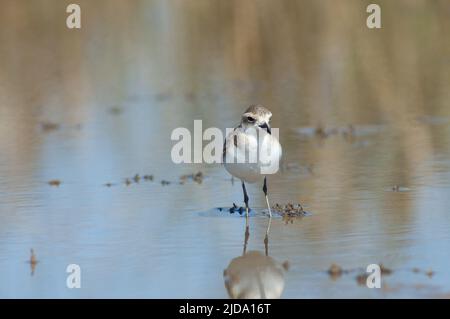 Unreifer Kittlitzs Plünder Charadrius pecuarius. Nationalpark Oiseaux du Djoudj. Saint-Louis. Senegal. Stockfoto