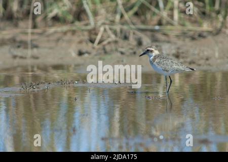 Unreifer Kittlitzs Plünder Charadrius pecuarius. Nationalpark Oiseaux du Djoudj. Saint-Louis. Senegal. Stockfoto