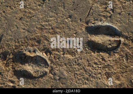 Spuren von Nolan warthog Phacochoerus africanus africanus. Nationalpark Oiseaux du Djoudj. Saint-Louis. Senegal. Stockfoto