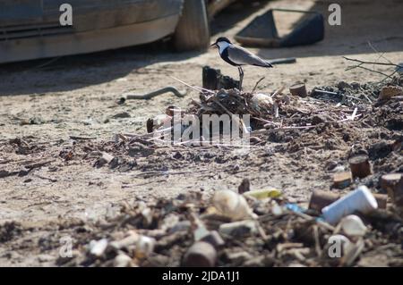 Spumelflügeliger Kiebitz Vanellus spinosus auf einem Haufen Müll und Auto im Hintergrund. Saint-Louis. Senegal. Stockfoto