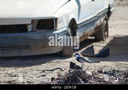 Spumelflügeliger Kiebitz Vanellus spinosus auf einem Haufen Müll und verlassenen Autos. Saint-Louis. Senegal. Stockfoto