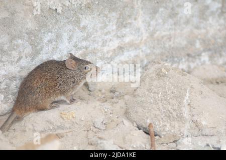 Afrikanische Grasratte Arvicanthis niloticus solatus. Saint-Louis. Senegal. Stockfoto