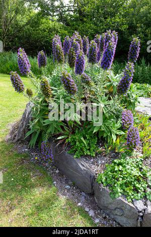 Pride of Madeira Echium Candicans Flowers, County Kerry, Irland Stockfoto