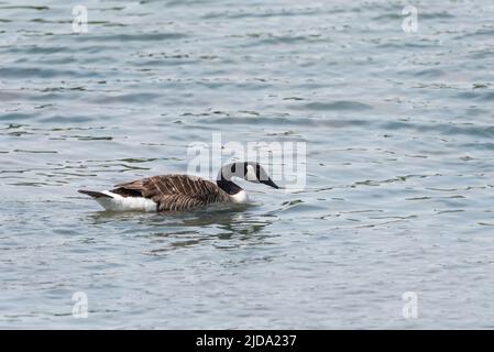 Schwimmen Kanadagans (Branta canadensis) Stockfoto