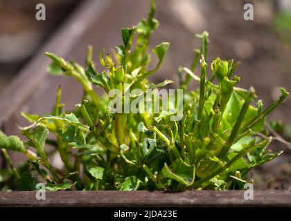 Nahaufnahme einer Dahlien-Gartenpflanze, die von Schnecken oder Schnalzenpflanzen gefressen wurde. Schlichter unscharfer Hintergrund für die Nutzung des Kopierraums Stockfoto