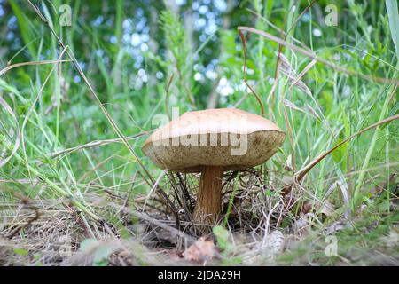 Steinpilze im Wald unter dem Gras, Pilze sammeln. Stockfoto