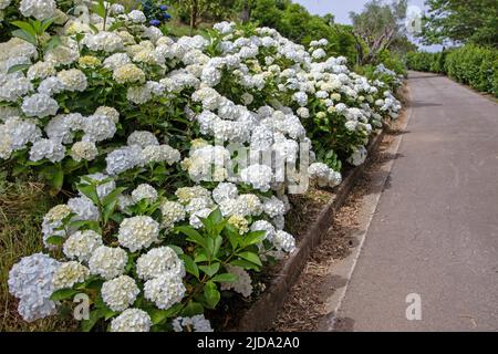 Weiße Hortensien blühenden Sträucher Pfad Rahmen im Park. Hortensia macrophylla blühende Pflanzen in Luarca, Asturien, Spanien. Stockfoto