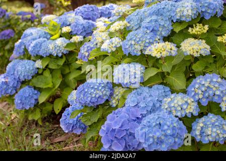 Blaue Hortensia macrophylla blüht und gelbe Knospen. Spektakuläre Hortensia blühende Pflanze. Stockfoto