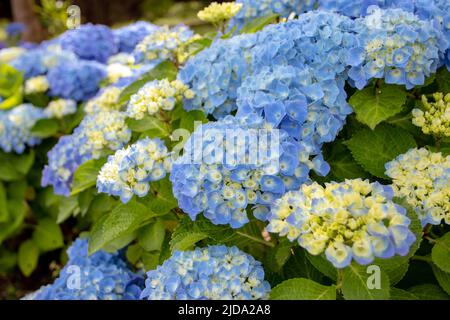 Blaue Hortensia macrophylla Blüten und gelbe Knospen in der Nähe. Spektakuläre Hortensia blühende Pflanze. Stockfoto