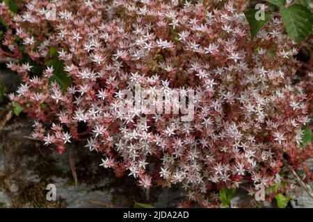 Sedum anglicum oder englische Steinkraupe Crassulaceae-Pflanze, bedeckt mit sternartigen weißen und rosa Blüten auf dem Felsen in der Nähe von Luarca, Asturien, Spanien. Stockfoto