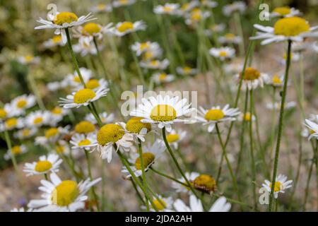 Weiße Gänseblümchen-Blüten mit leuchtend gelber Mitte. Kamillenwiese im Sommer.Leucanthemum vulgare Pflanze. Stockfoto