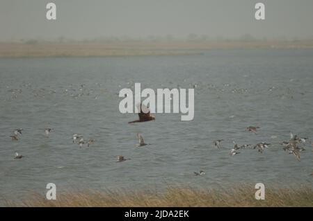 Garganey Spatula querquedula, nördliche Pintails Anas acuta und westliche Sumpfweihe Circus aeruginosus im Vordergrund. Oiseaux du Djoudj. Senegal. Stockfoto