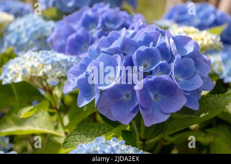 Blaue Hortensia macrophylla Blütenkopf aus der Nähe. Hortensia blühende Pflanze. Stockfoto