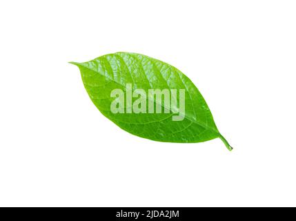 Avocado- oder Persea americana-Baumblatt aus der Nähe isoliert auf Weiß. Hellgrünes Laub. Stockfoto