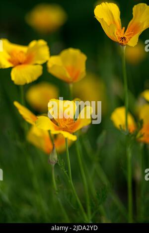 Kalifornischer Mohn papaveraceae meist verschwommen für grafische Ressourcen eine goldene Blume, die in den wilden oder Familiengärten angebaut werden kann. Single Mohnblume Stockfoto