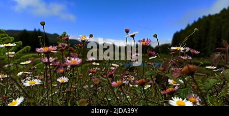 Wildblumen am Himmel und Bäume an einem verlassenen Ort auf der Insel Terceira auf den Azoren Stockfoto